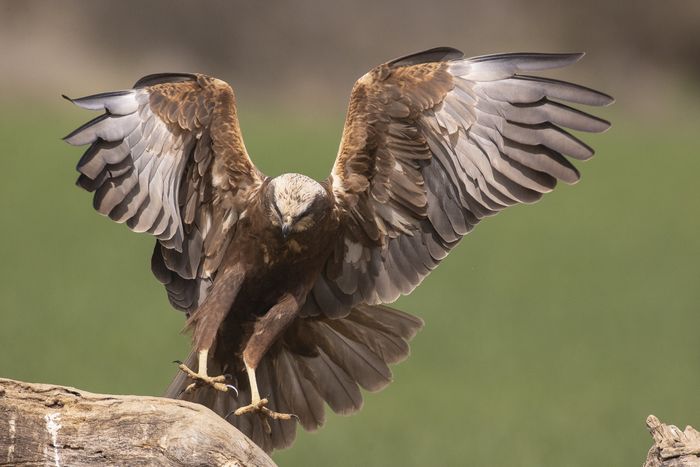 Circus aeruginosus.  Aguilucho lagunero occidental