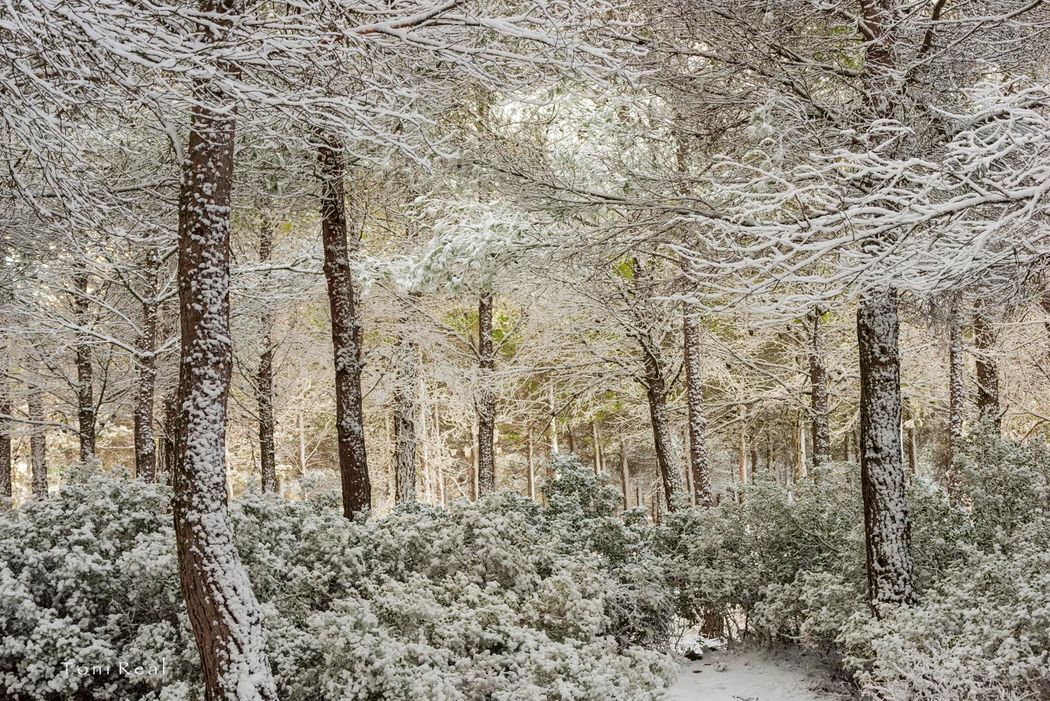 Pinos (Pinus halepensis). Almansa. Albacete