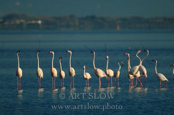 Cortejo - Bahía del Fangar, Reserva Natural del Delta del Ebro, Catalunya. Edición: 10/10 + 2P/A