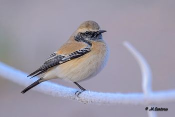 2412-3860-2. Collalba desértica