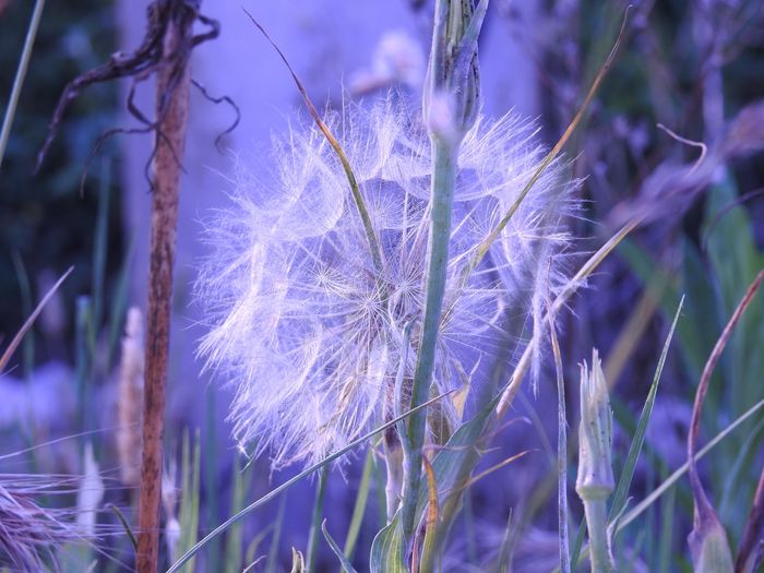 Delicadeza