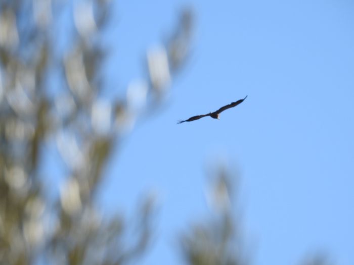 Sobrevolando