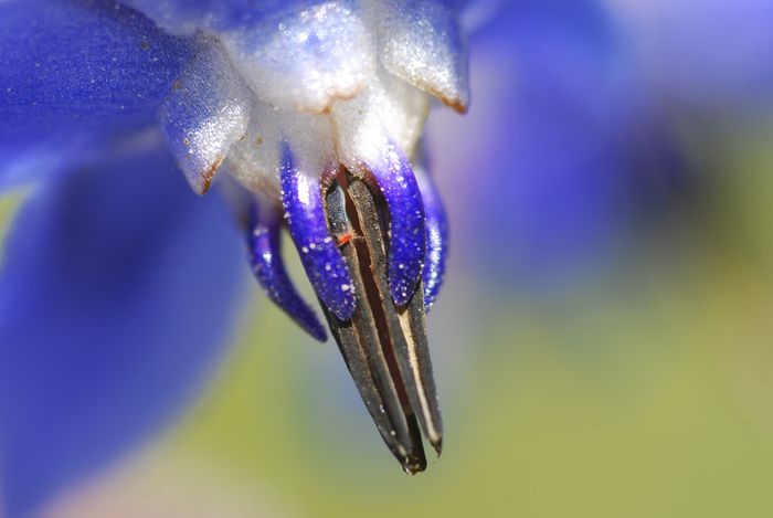 Borago officinalis, Jardín Botánico de Barcelona, Jesús Alberto García Arrazola