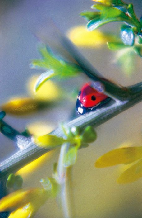 Coccinella-septempunctata