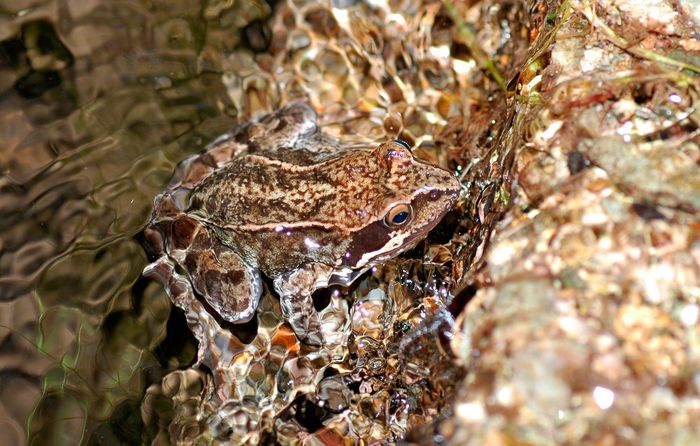 Rana Pyrenaica