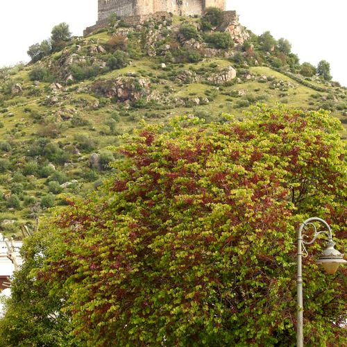 Burguillos del Cerro (Badajoz) 