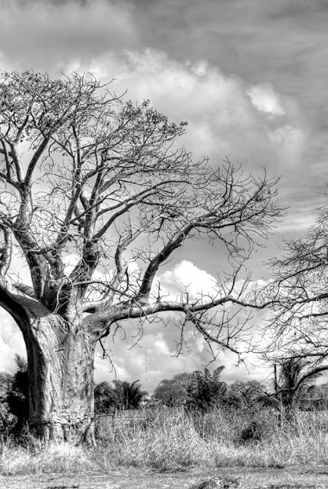 Baobabs