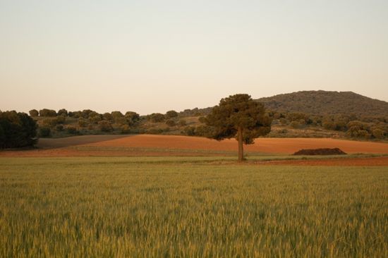 Tozalmoro
