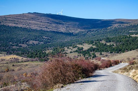 Acebal de Garagüeta. Arévalo de la Sierra (Soria)