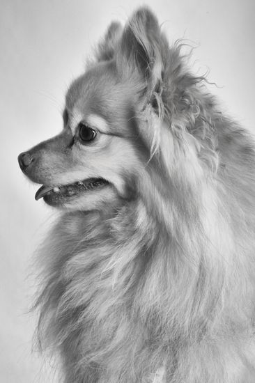 Fotografía profesional de Perros en Madrid