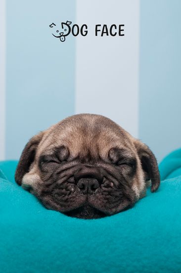 Fotografía profesional de Perros en Madrid