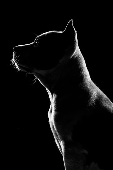 Fotografía profesional de Perros en Madrid