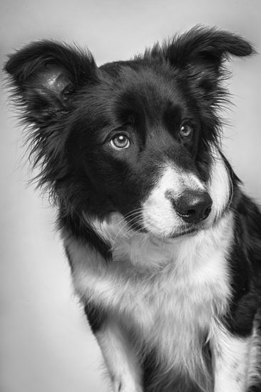 Fotografía profesional de Perros en Madrid