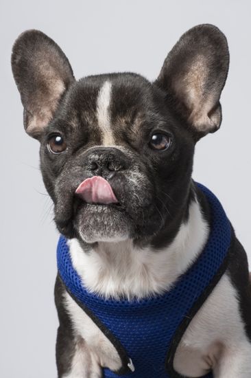 Fotografía profesional de Perros en Madrid