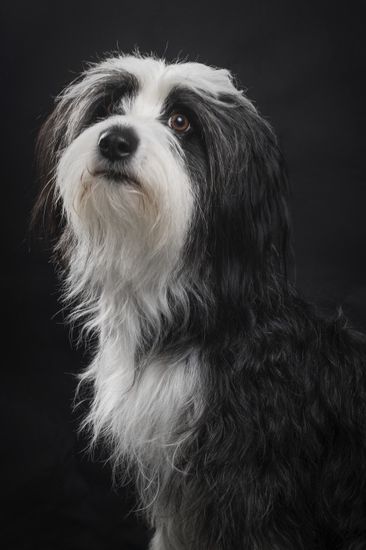 Fotografía profesional de Perros en Madrid