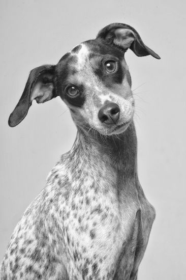 Fotografía profesional de Perros en Madrid