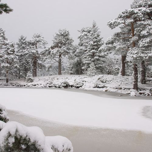 Bosques