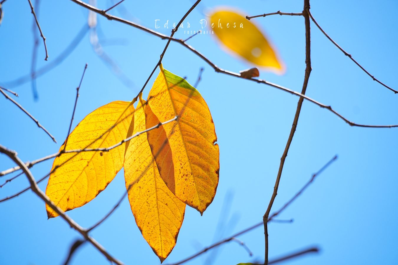 Otoño 1