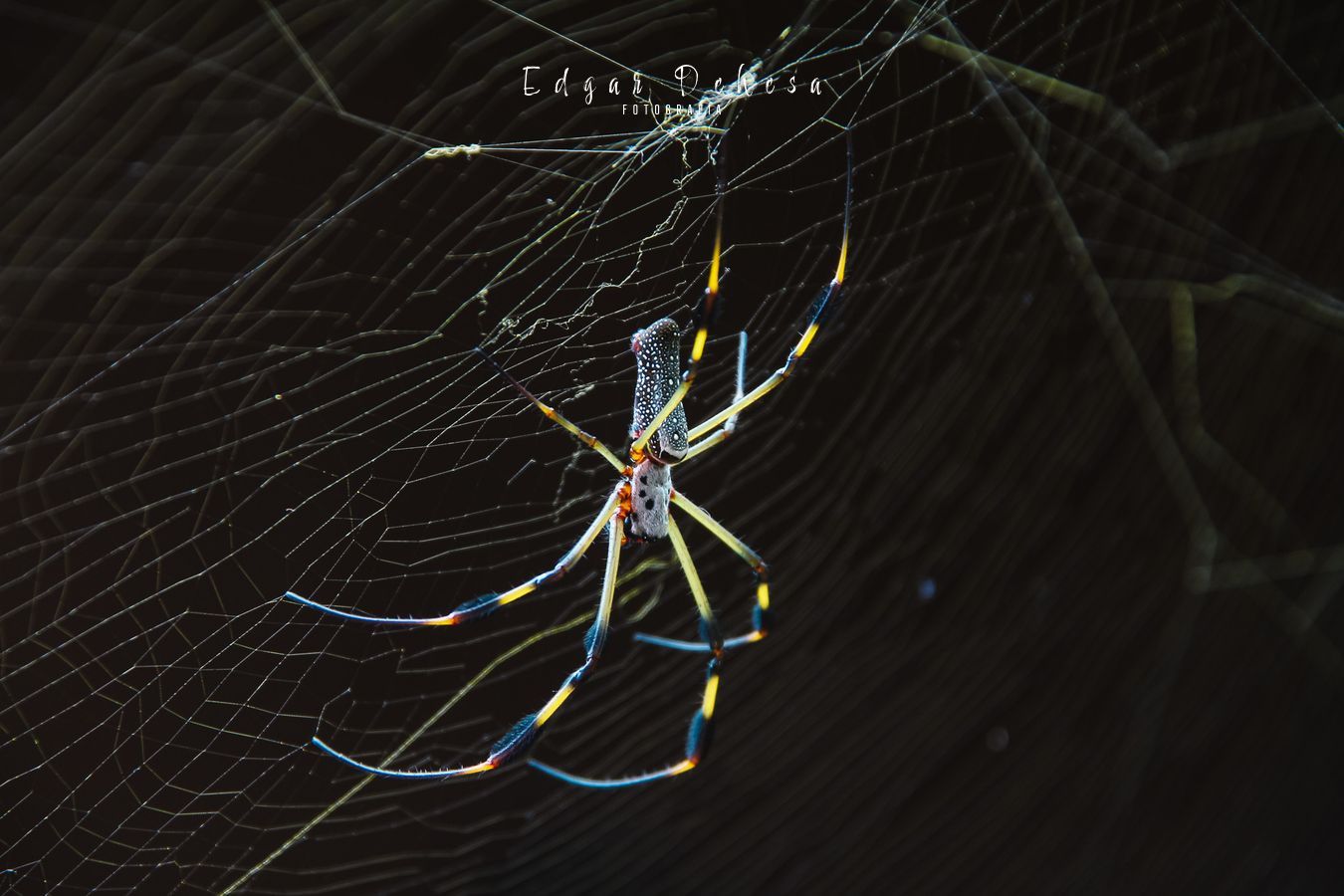 Araña 1