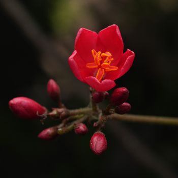 Rojo & Amarillo