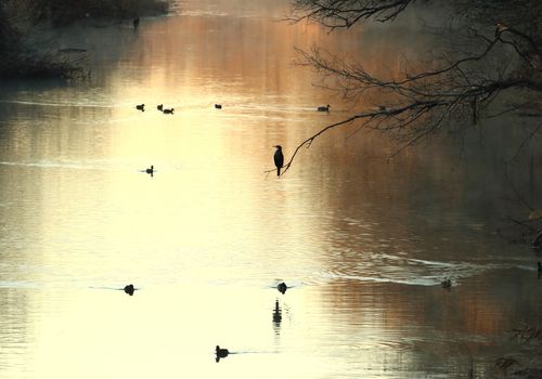 Cormorán río Henares