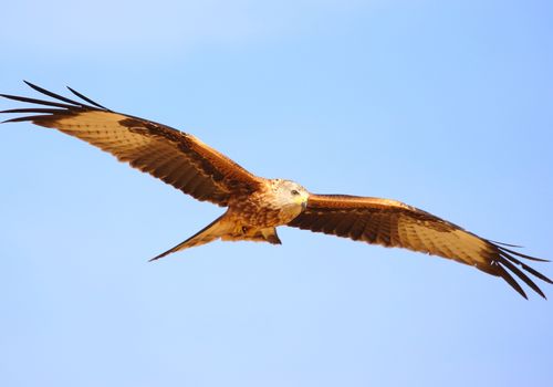 Milano real vuelo