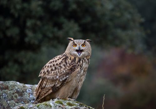 Búho real (Bubo bubo)
