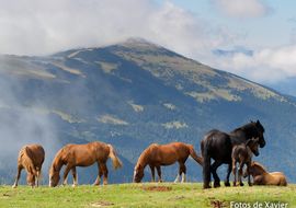 Pastures d'estiu