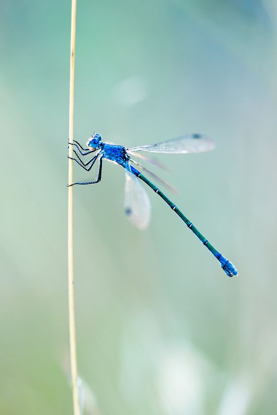 20180530 Doñana - 151