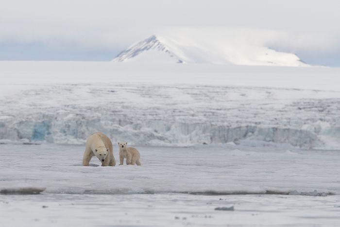 Glaciar en Svalbard Oso Polar-Polar Bear-(Ursus Maritimus)
