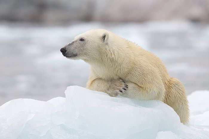 Glaciar en Svalbard Oso Polar-Polar Bear-(Ursus Maritimus)