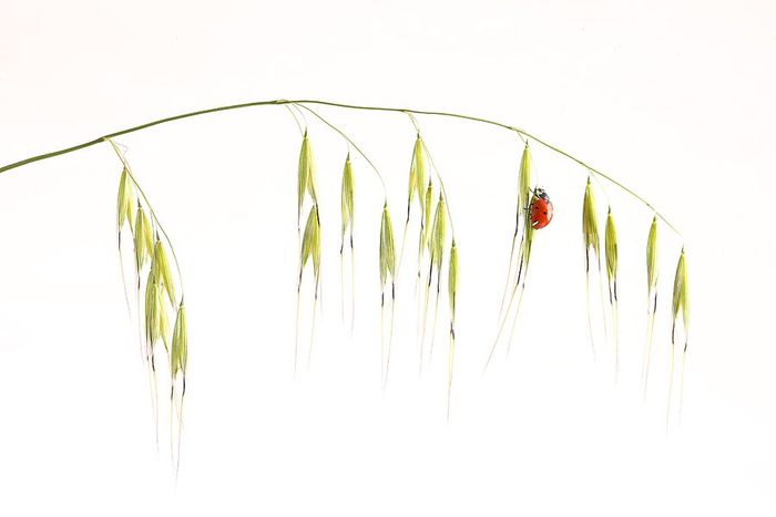Mariquita-Ladybird -(Coccinellidae)