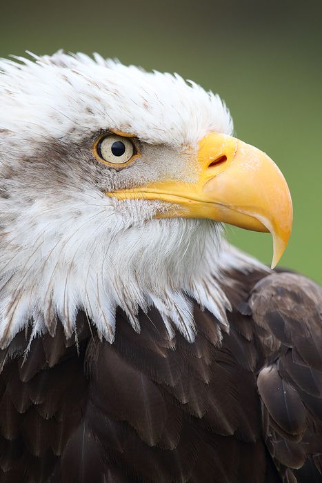 Aguila Calva (Haliaeetus leucocephalus)