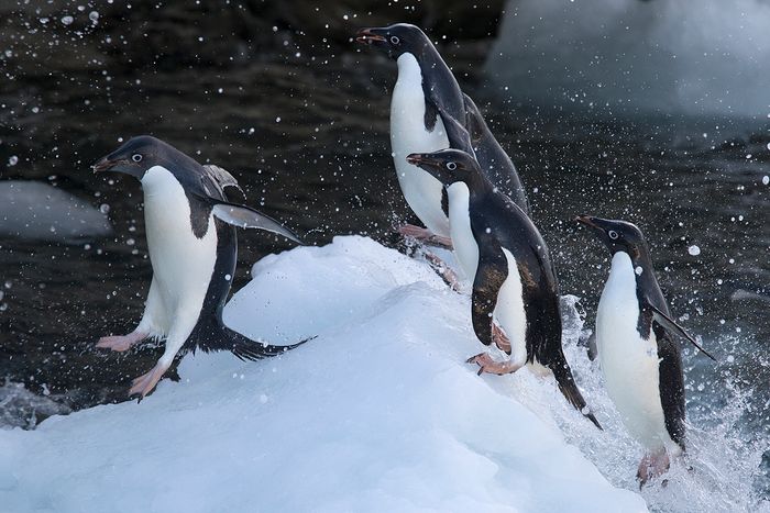 Pinguino Adelia - Adelie penguin - (Pygoscelis adeliae)