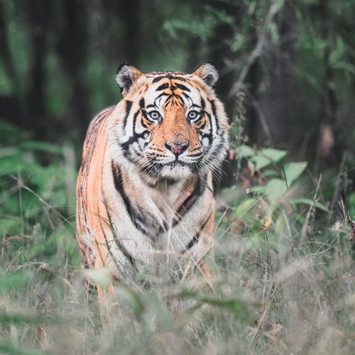 Tigres