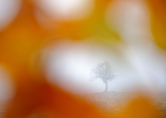 Árbol solitario aralar navarra otoño Iñaki Bolumburu