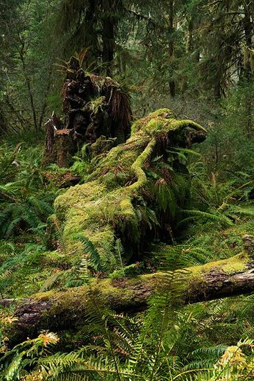 Queets Rain Forest, Olympic National Park, Washington, Abril 2011.