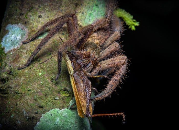 Wandering spider/ Cupiennius bimaculatus (Mindo. Ecuador)