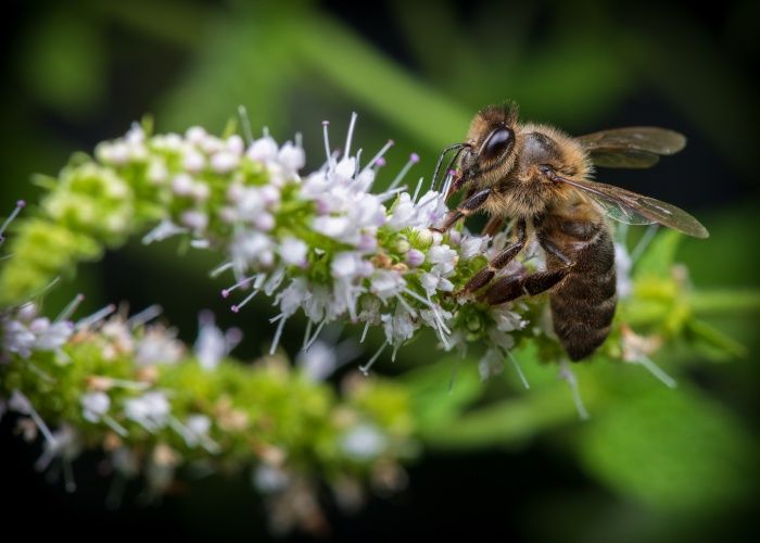 Honey bee/ Apis mellifera (Málaga)