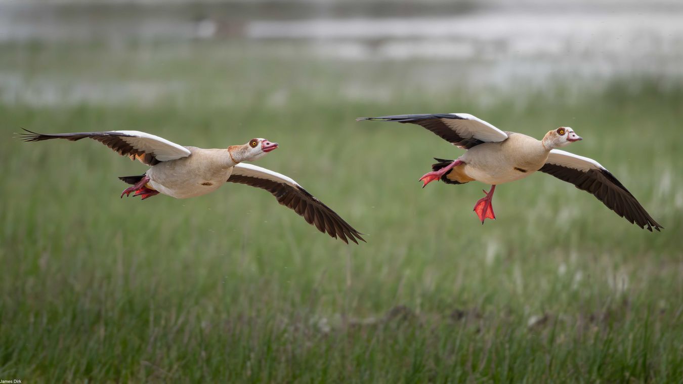 Alopochen aegyptiaca - Egyptian Goose
