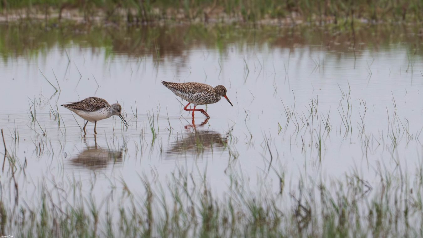 Tringa stagnatilis & Tringa totanus