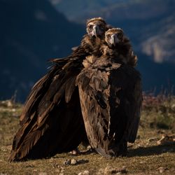 Aegypius monachus