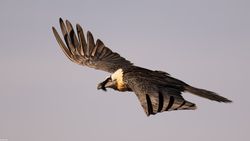 Gypaetus Barbatus