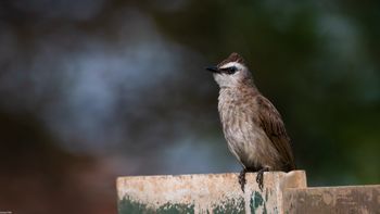 Pycnonotus goiavier - Yellow-vented Bulbul