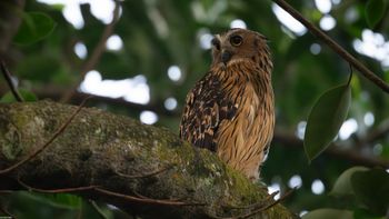 Ketupa ketupu - Buffy Fish-Owl