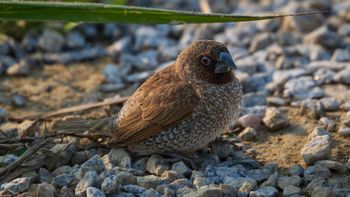 Lonchura punctulata - Scaly-breasted Munia