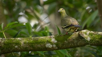 Treron bicinctus - Orange-breasted Green-Pigeon
