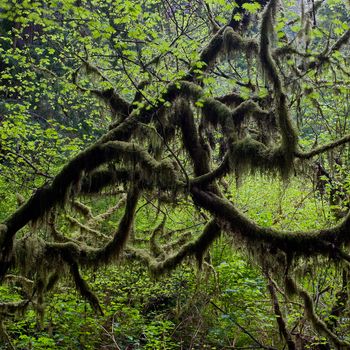 Olympic NP. Washington