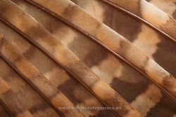 Wing of tawny owl (Strix aluco)