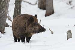 Wild boar (Sus scrofa)